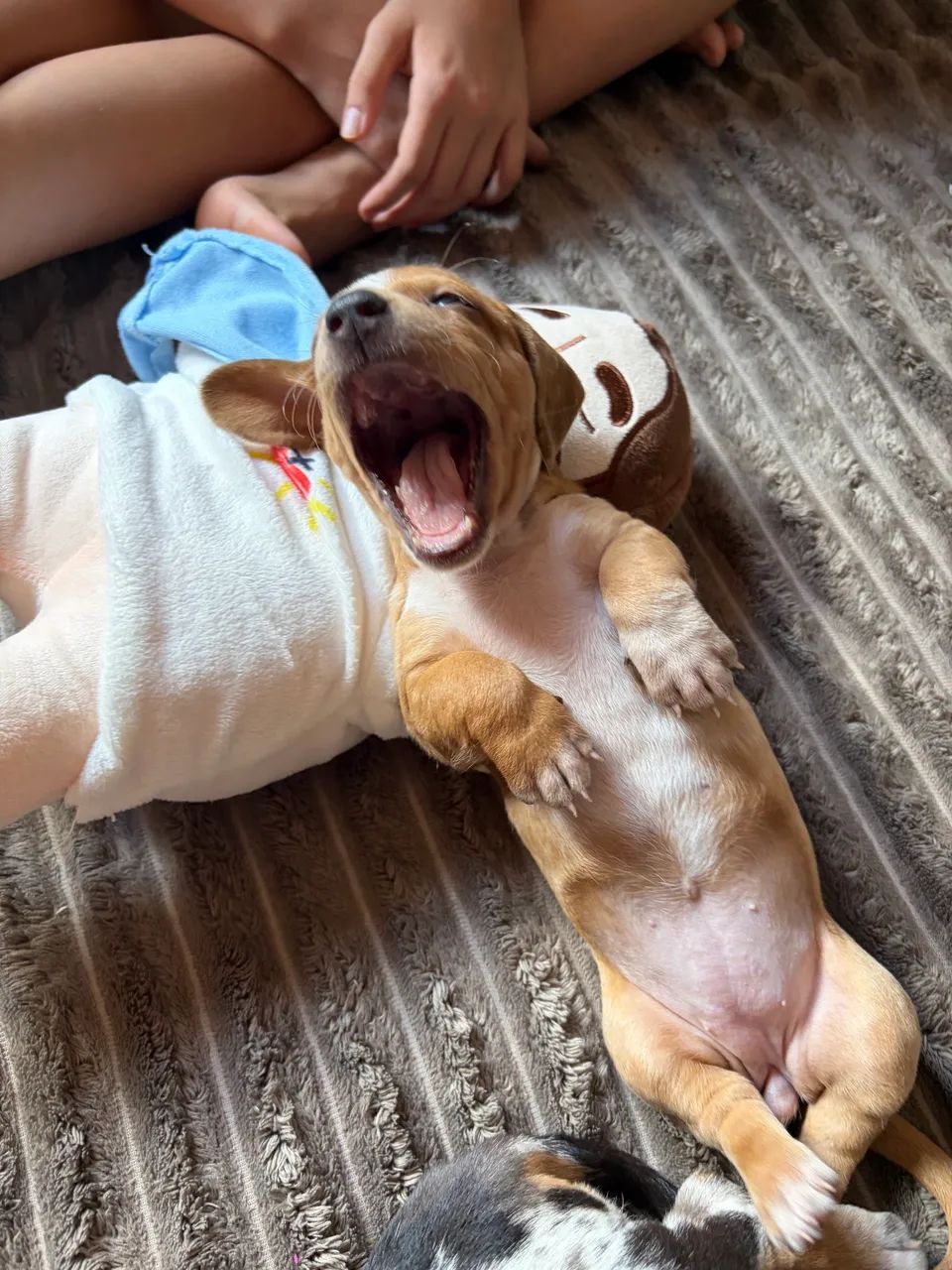 Cachorro - Foto 4