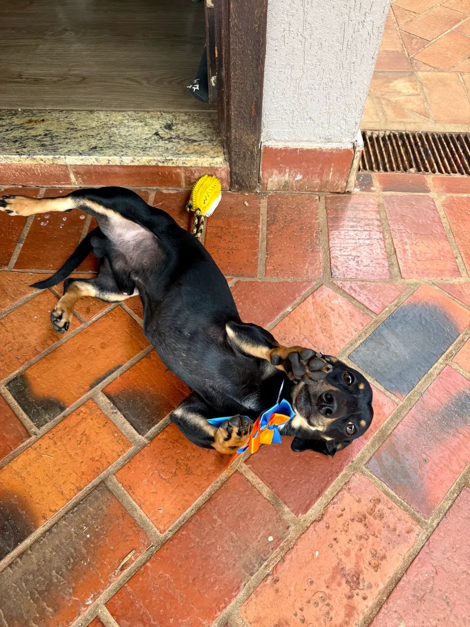 Cachorro  - Foto 4