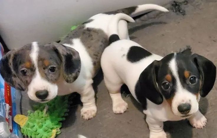 Dachshund Presença Especial Em Qualquer Ambiente - Foto 2