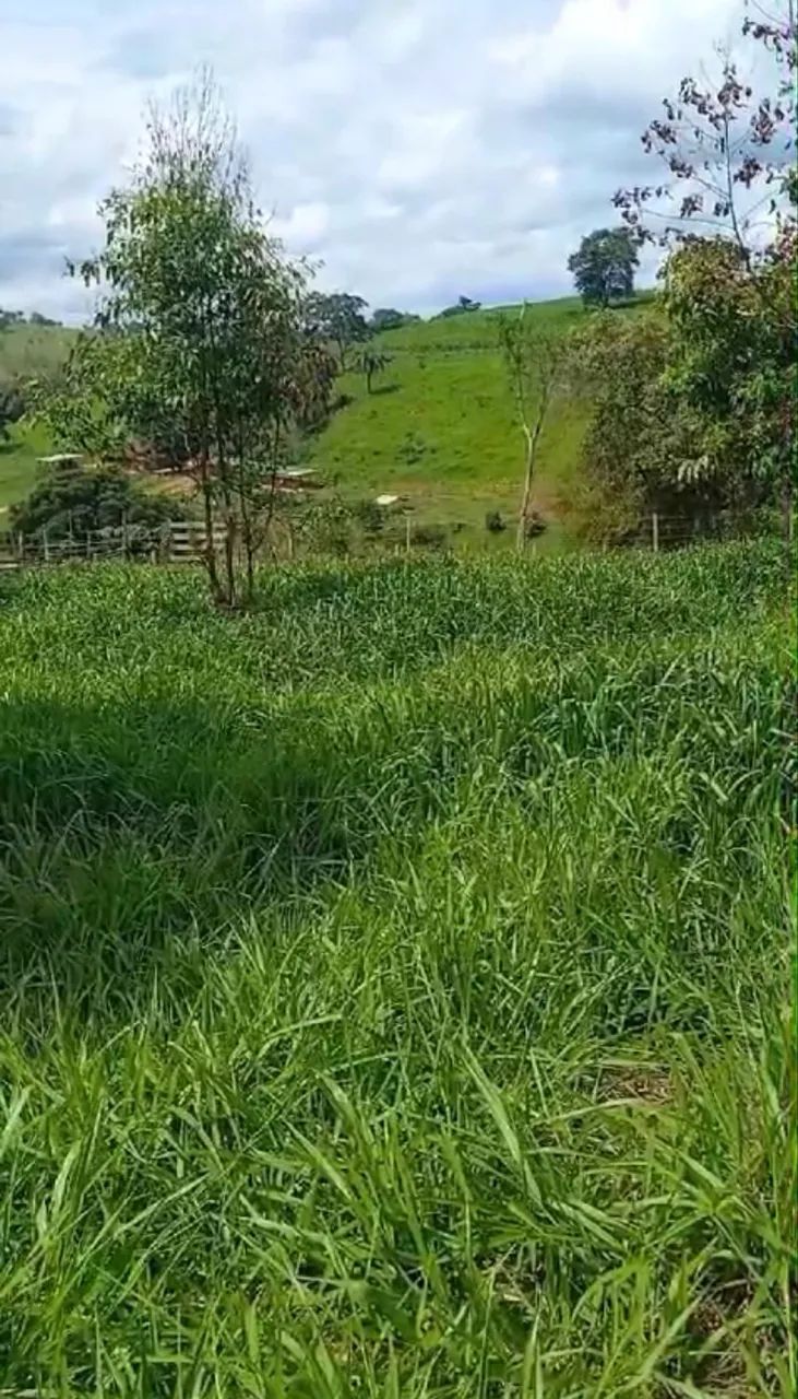Terreno a venda em Florestal MG - Foto 4