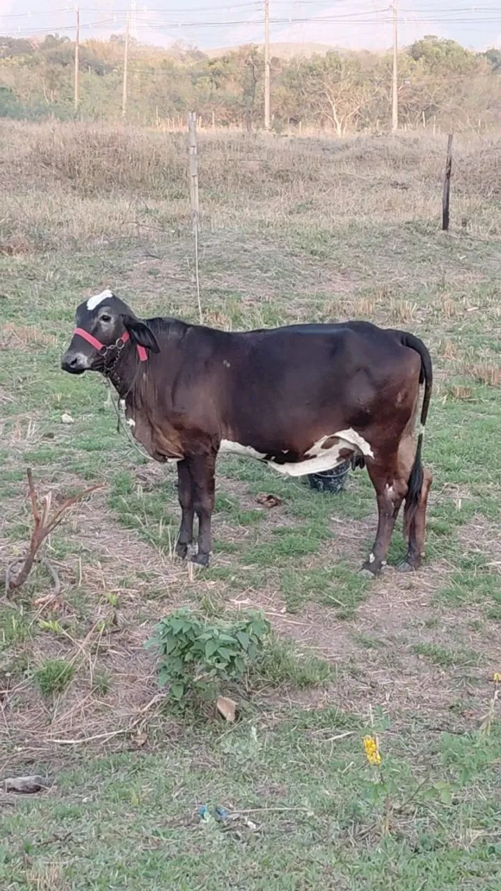 VACA + GARROTE - Foto 2