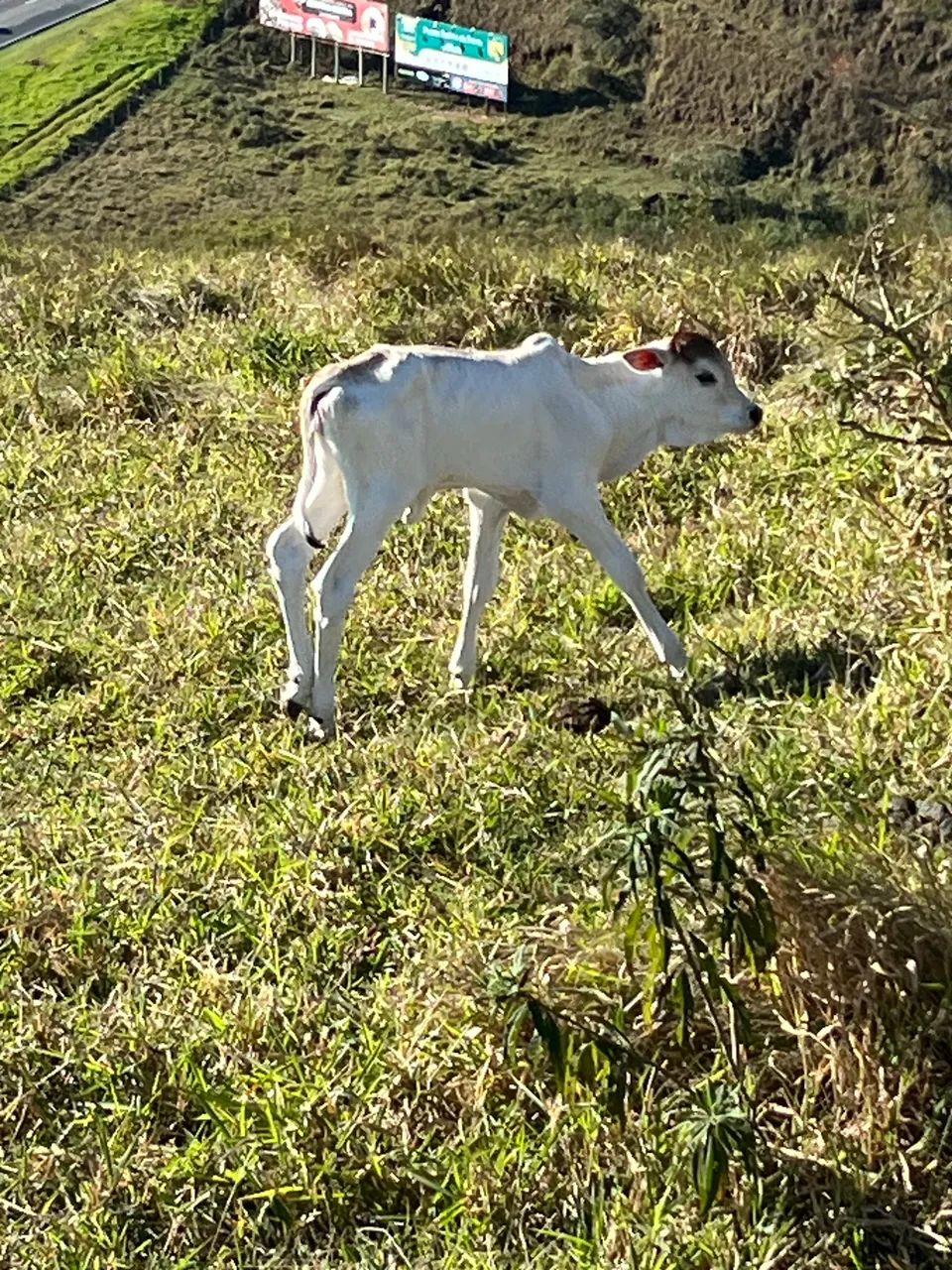 Novilhas Nelore 