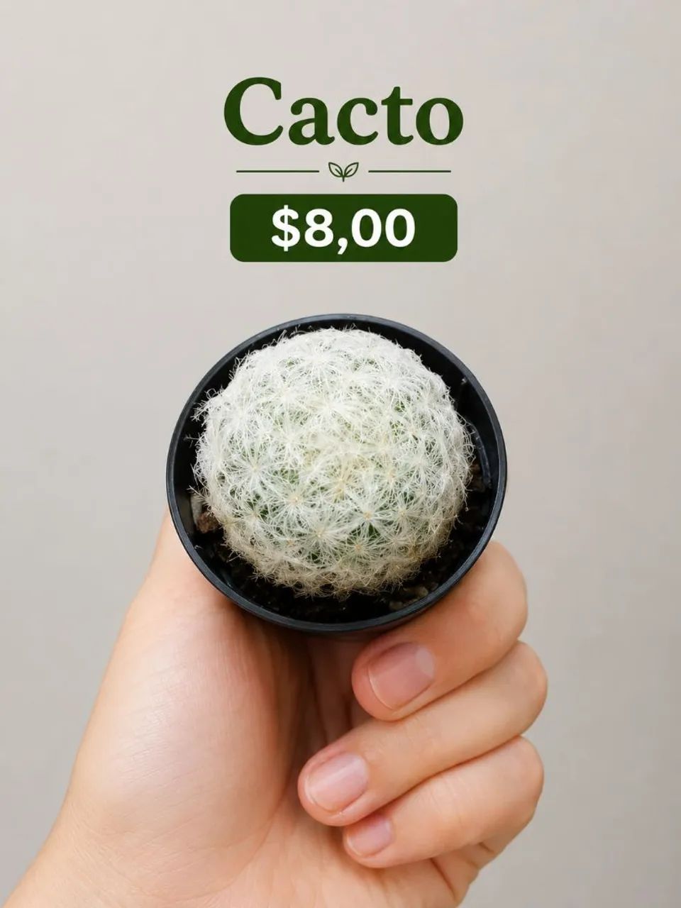 Plantas e cactos  - Foto 4