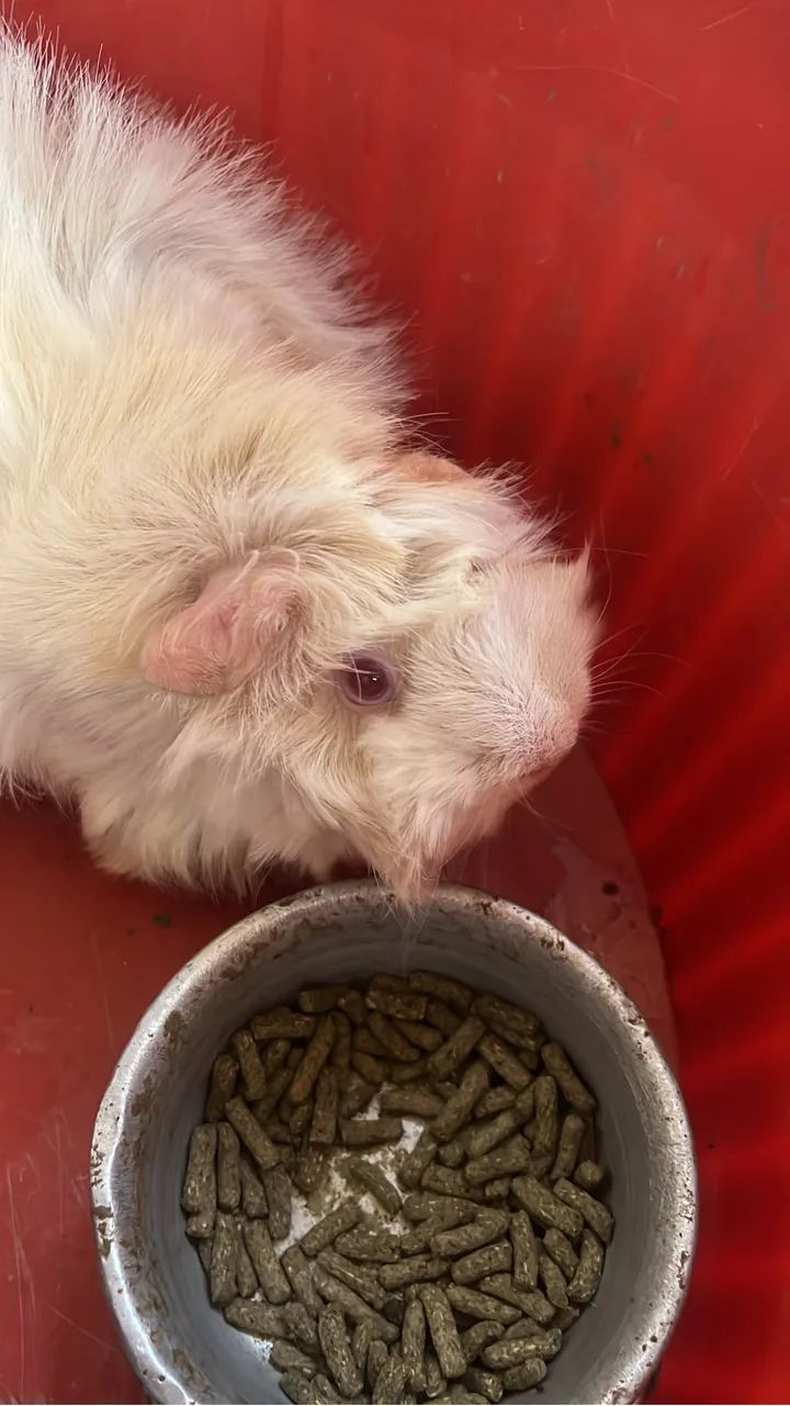 ? Porquinhos-da-Índia Peruano - Casal Adulto (Macho e Fêmea) - Foto 2