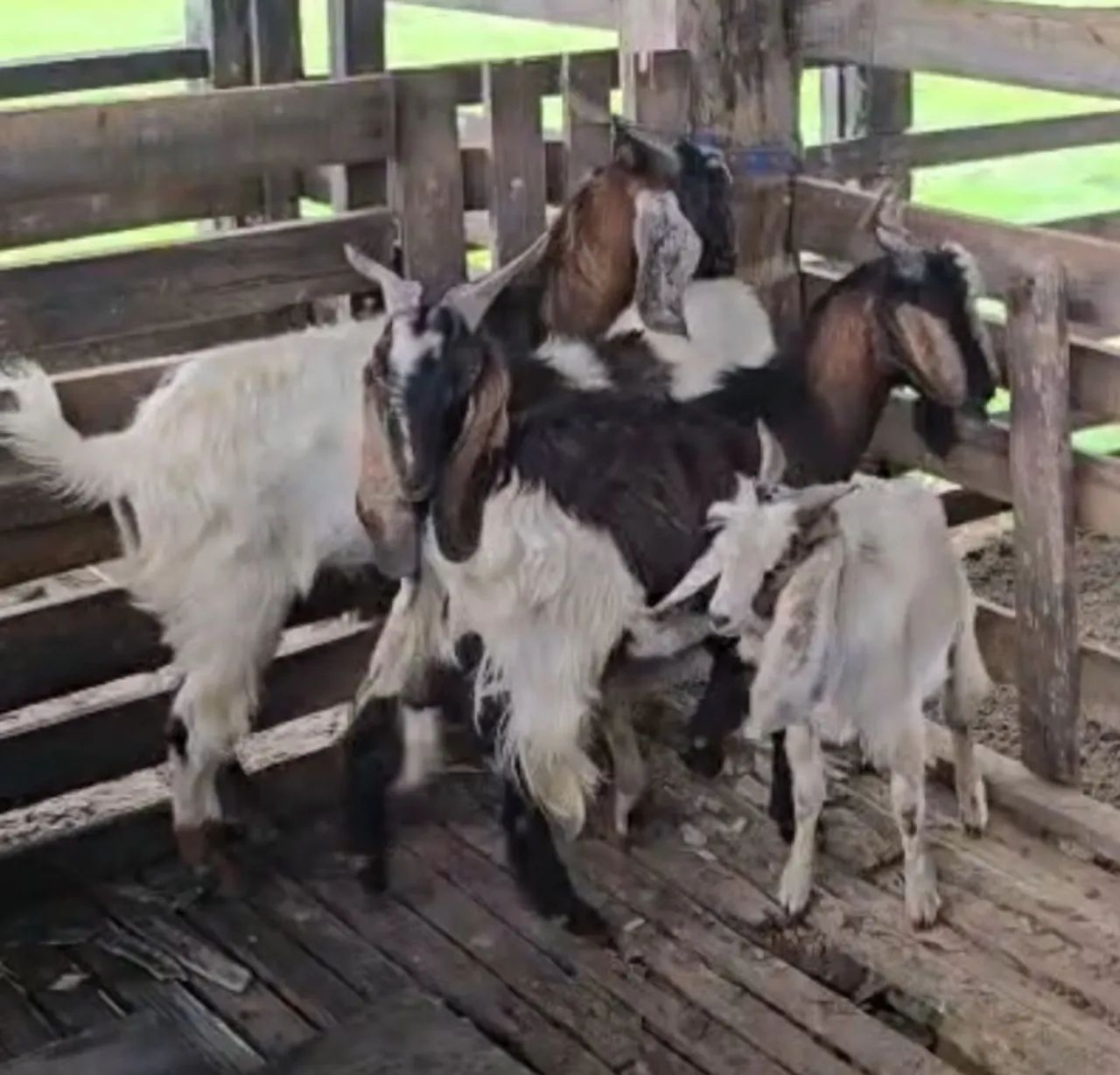 cabrito  - Foto 3