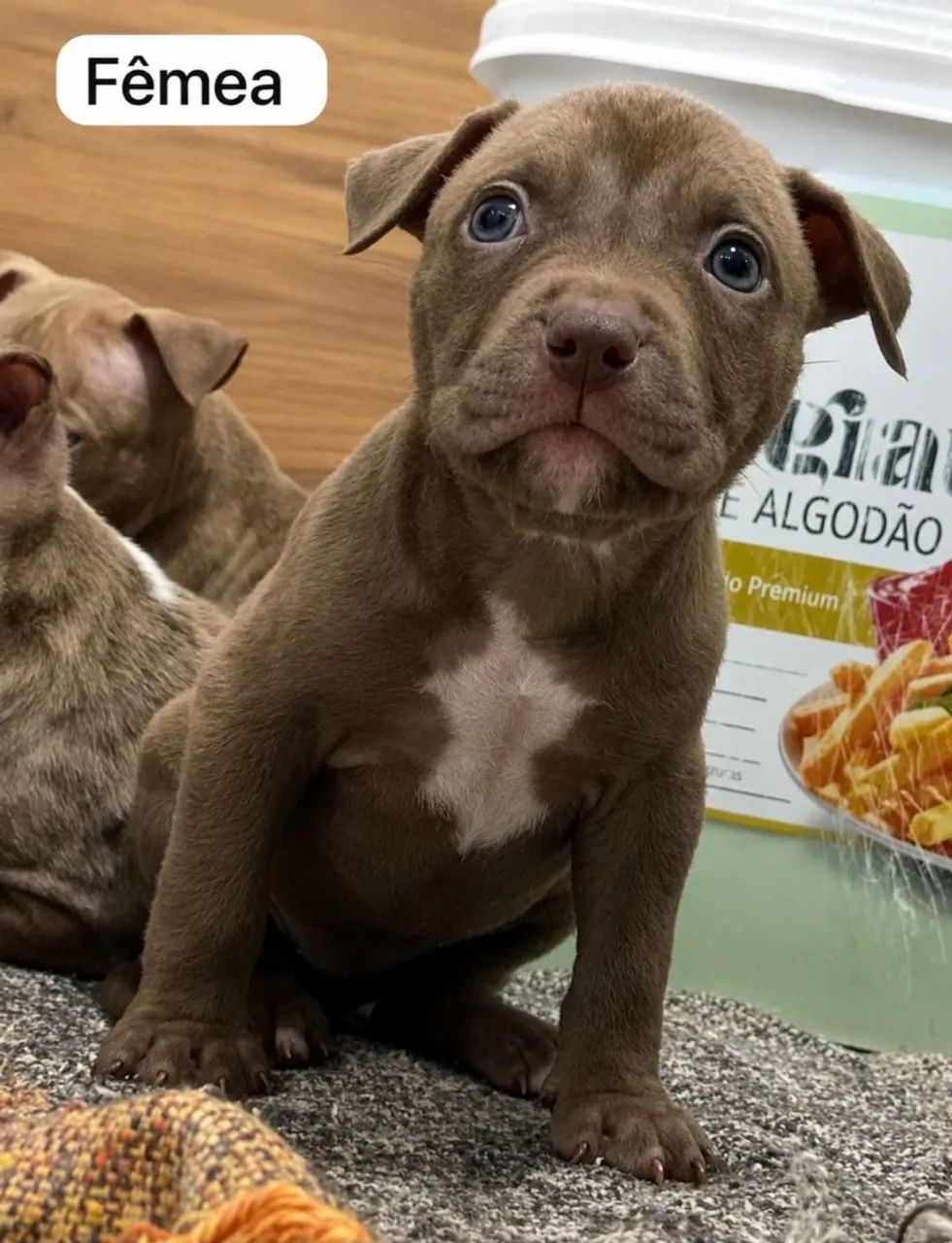 FILHOTES PITBULL  - Foto 4