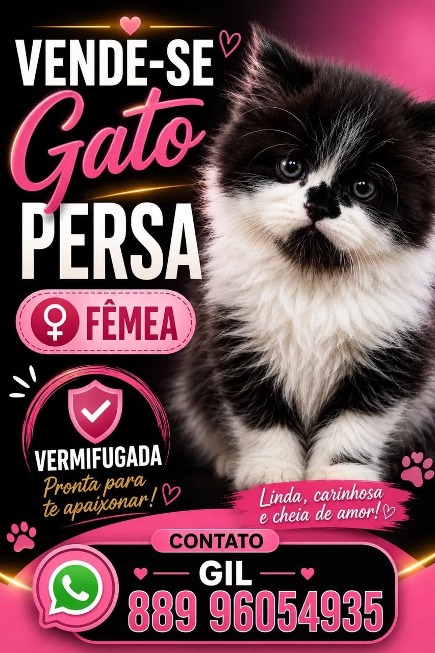 Gatos Persas - Foto 2