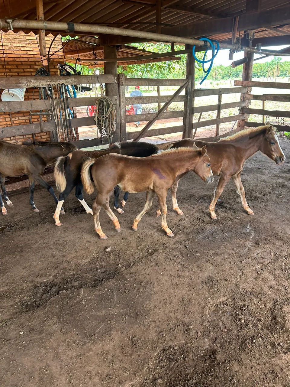 Pôneis lote  - Foto 6