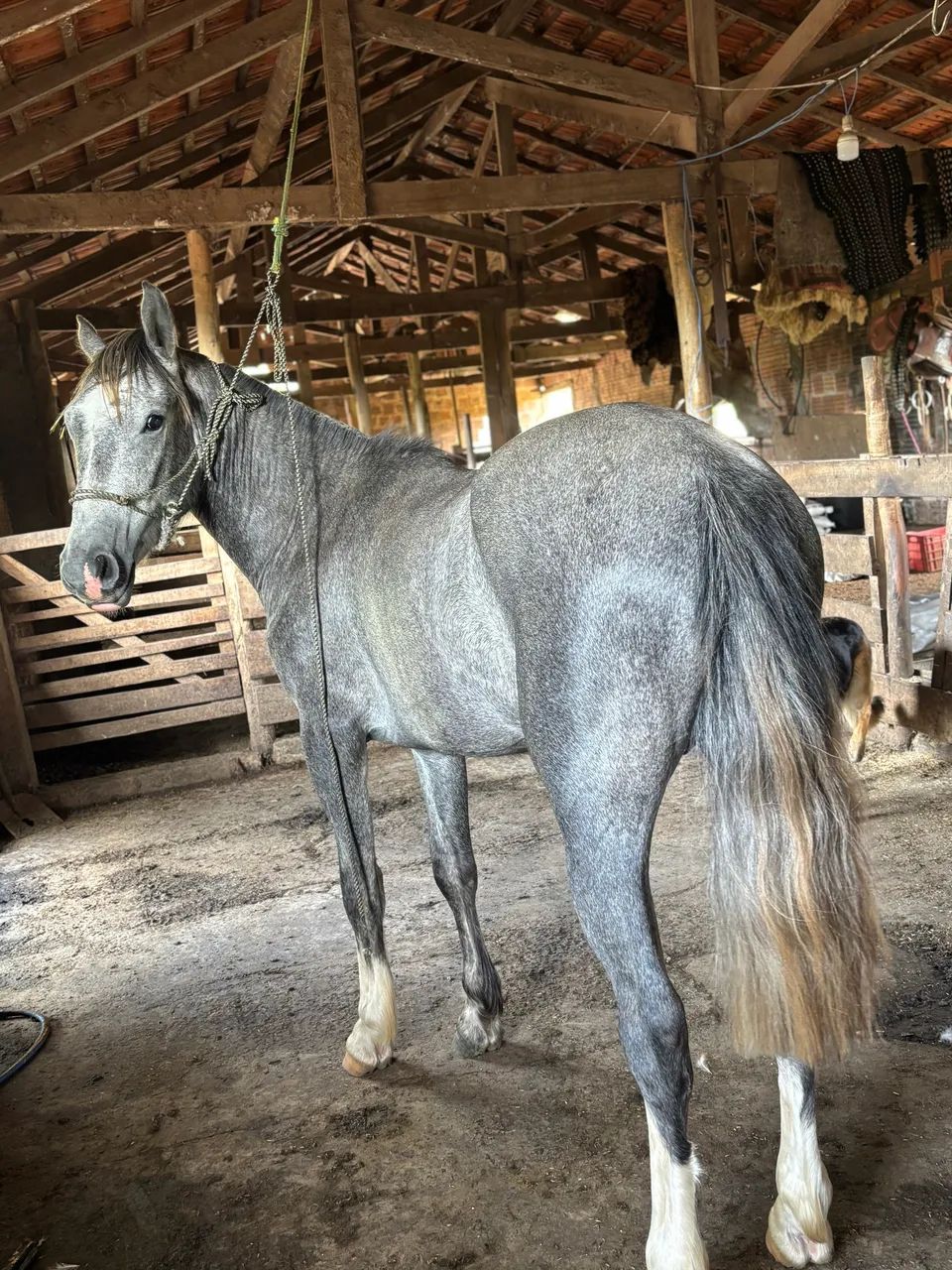 Cavalo Crioulo Tordilho Domado e Manso - Foto 3