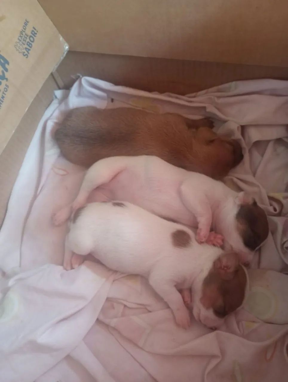 Vendo pinscher