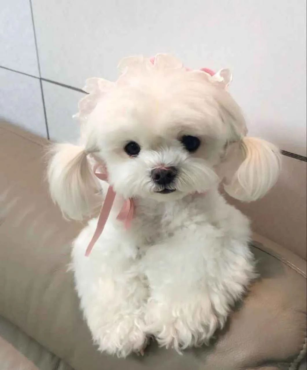 Filhote maltês, O melhor abraço peludo está esperando por você!