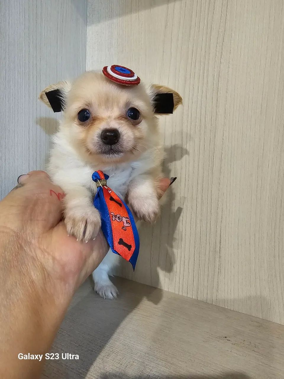 Cachorro 
