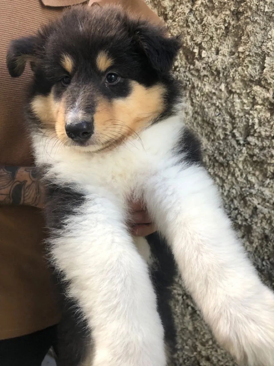 Rough collie  - Foto 3