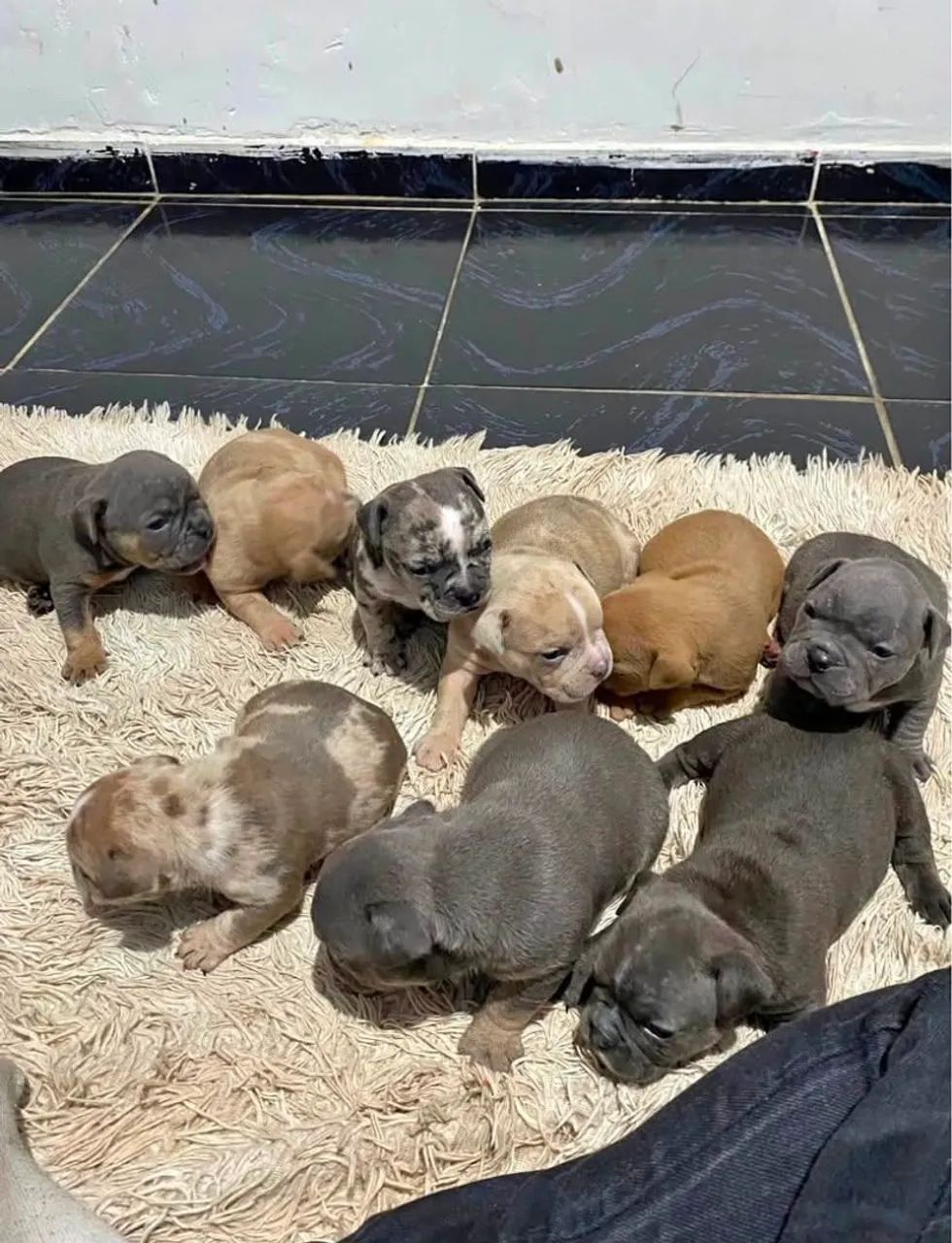 Cachorros  - Foto 2