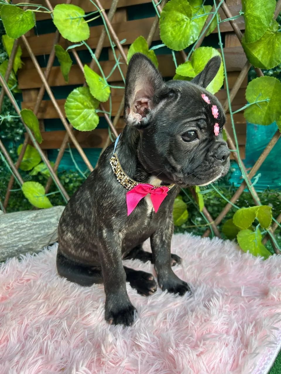 Bulldog Francês Pocket ( Desconto especial) - Foto 3