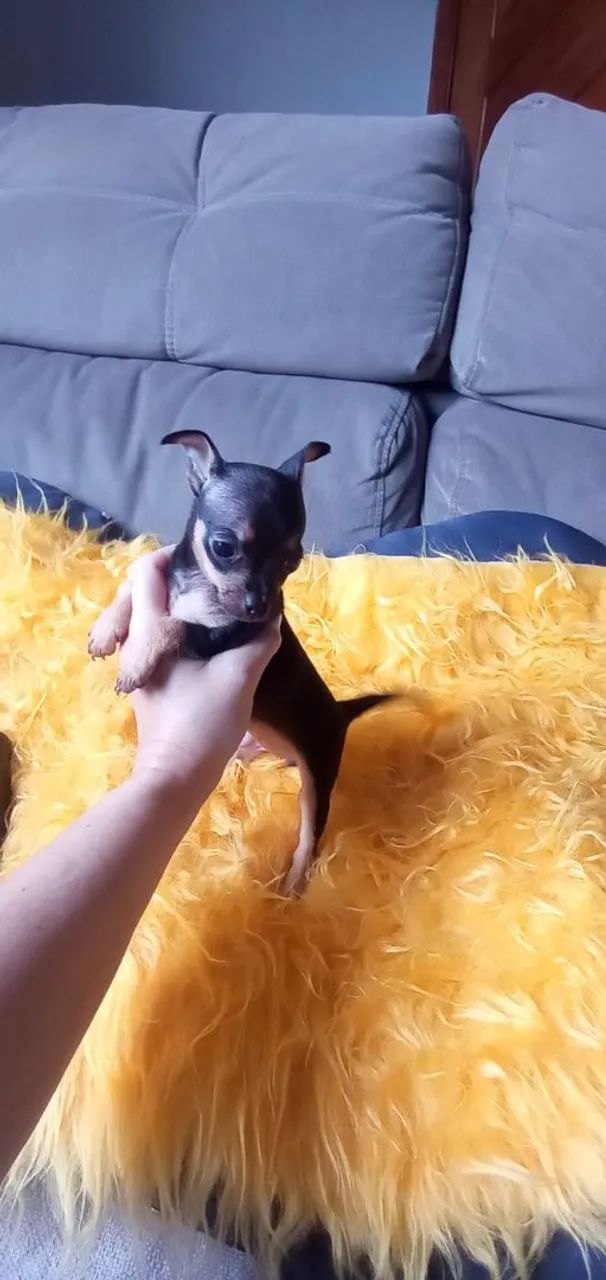Pinscher Zero fêmea - Foto 3