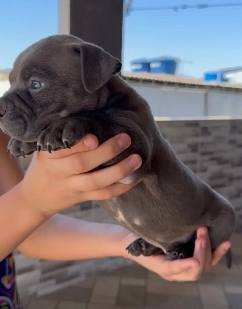 American bully - Foto 4