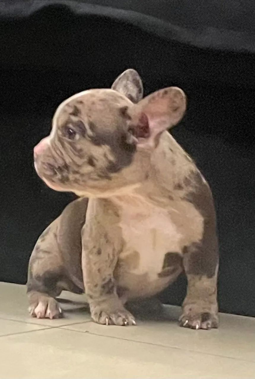 American Bully - Foto 3