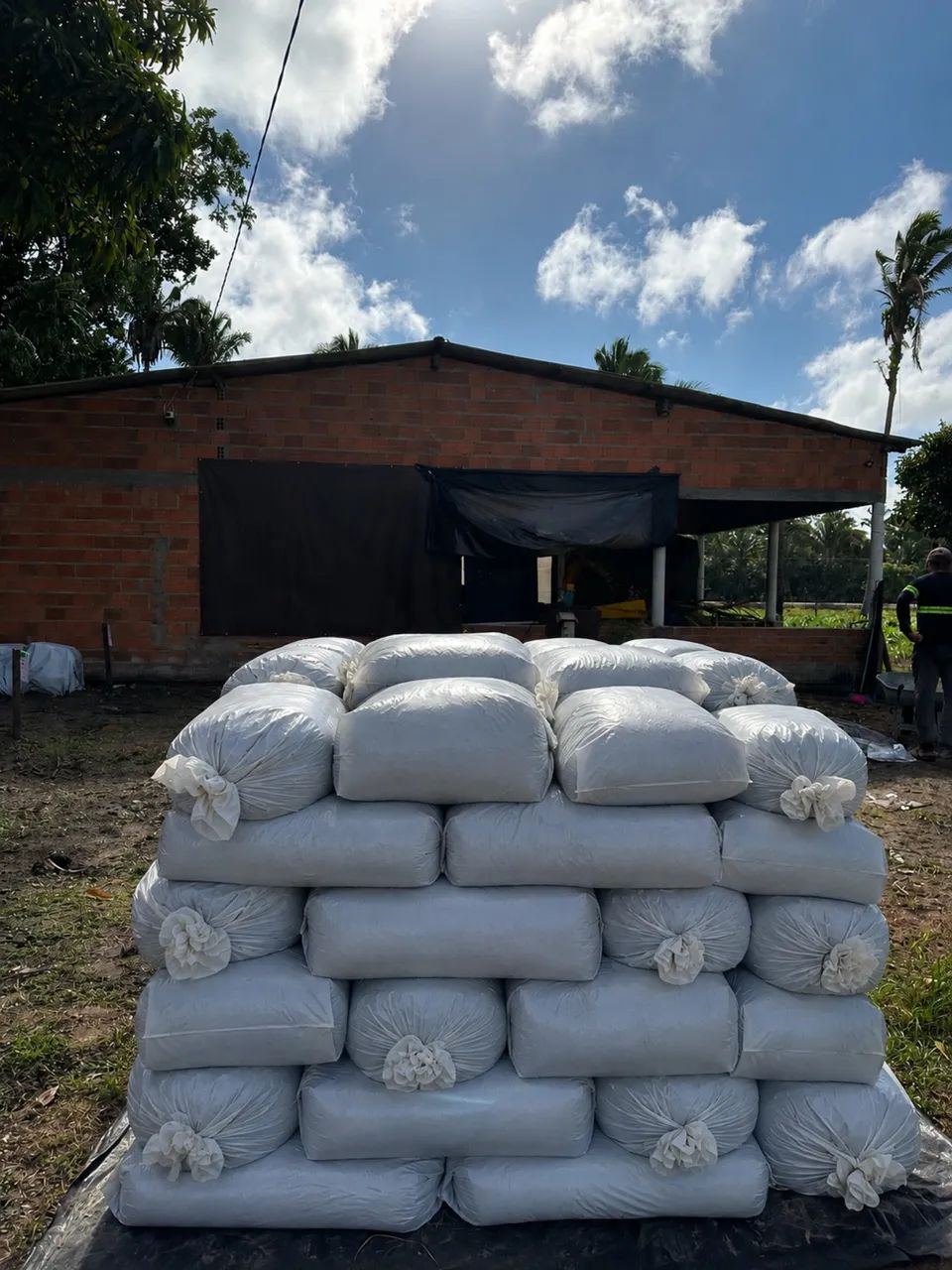 Silagem Disponível  - Foto 3
