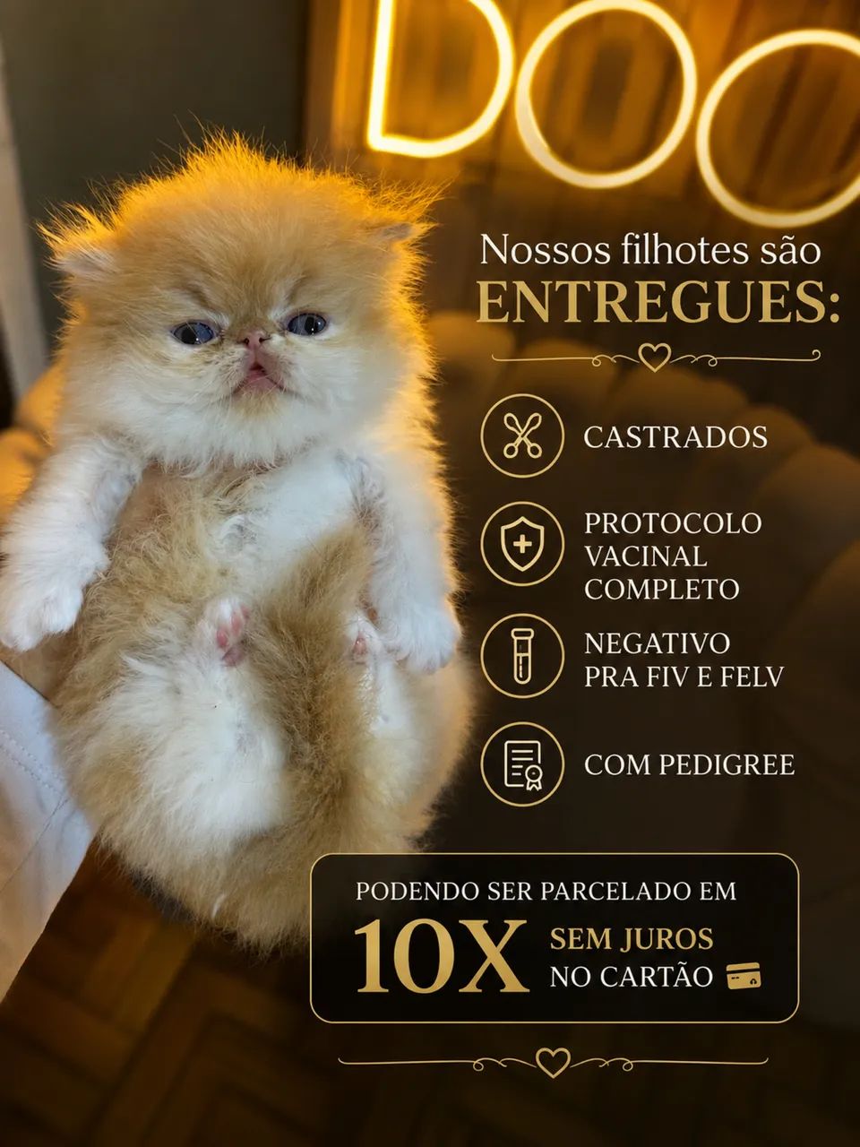 Gatos persas e exóticos 