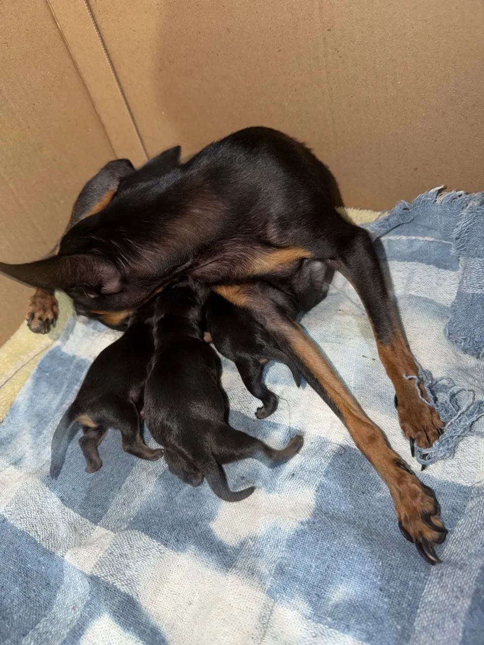 Pinscher ZERO - Foto 5