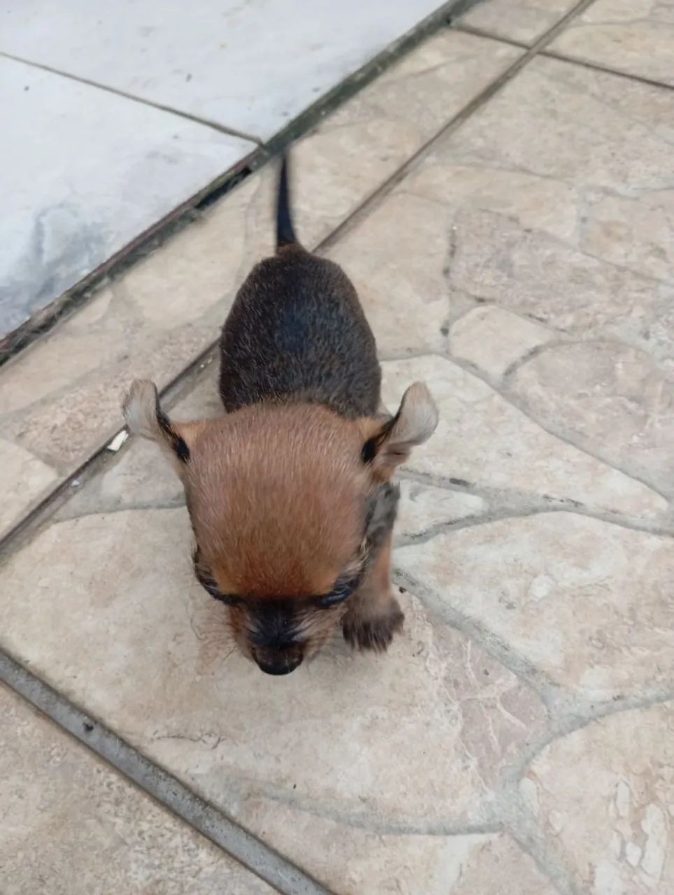 Pinscher N 1 