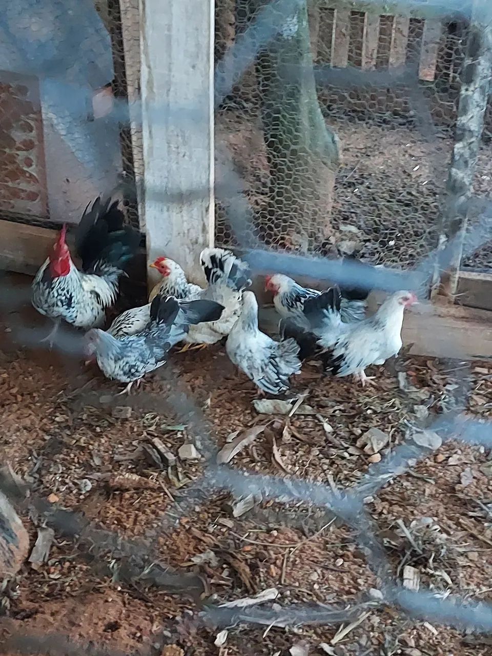 Galinhas garnizé