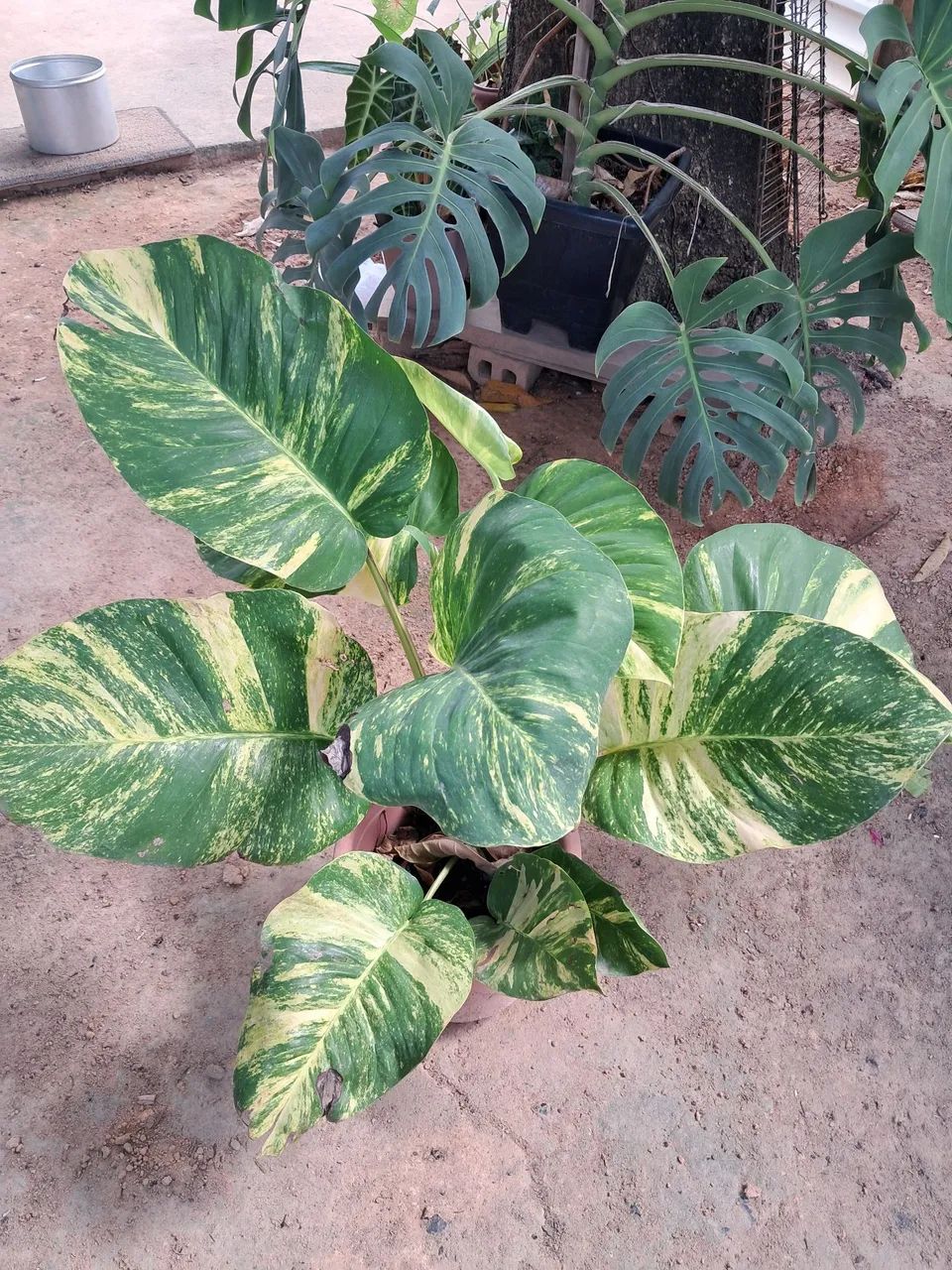 Planta  - Foto 2