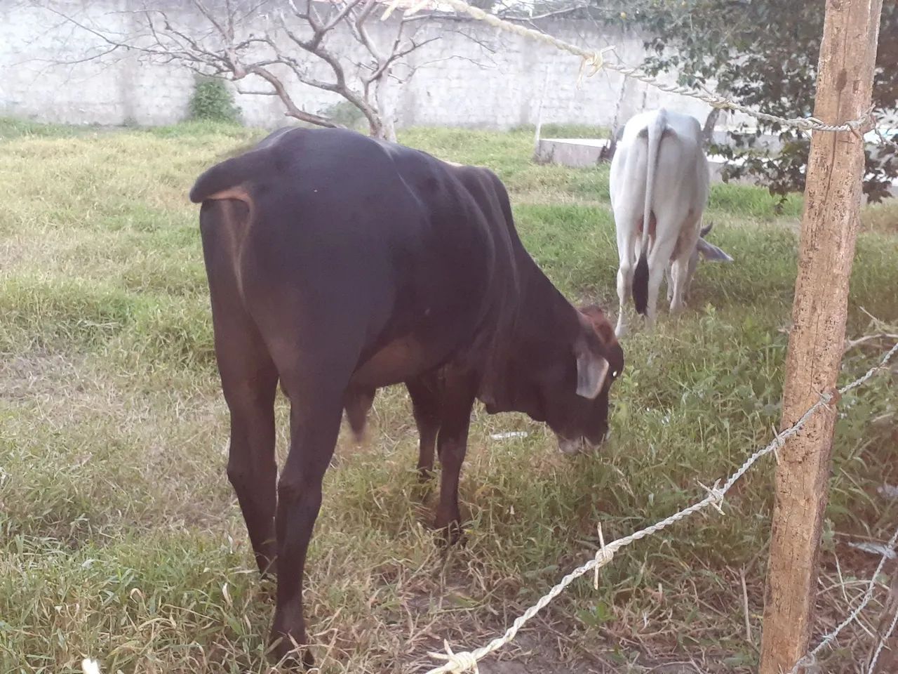 Garrote nelore cada 8 a 9 arroba 