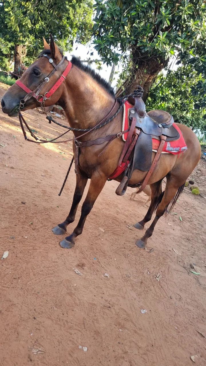 Cavalo QM  - Foto 2