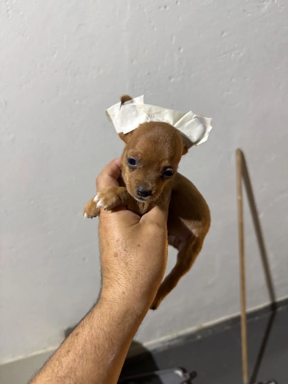 Pinscher machinho - Foto 2