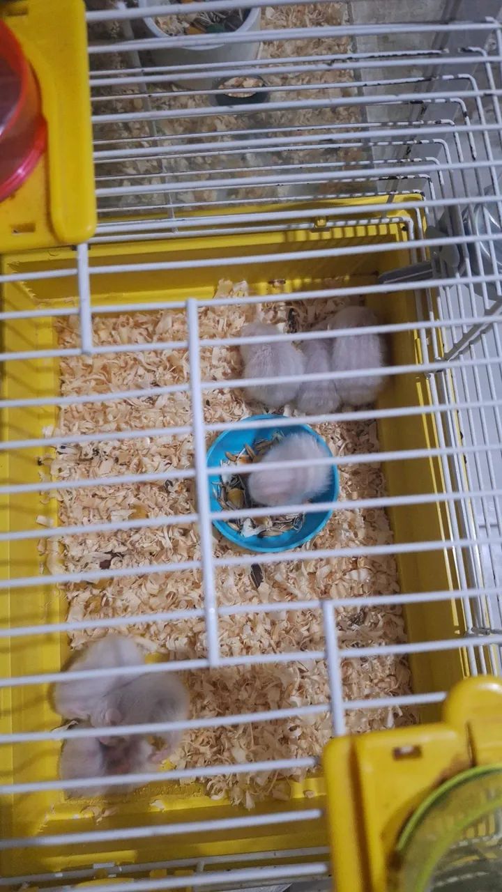 Hamster Sírio  - Foto 6