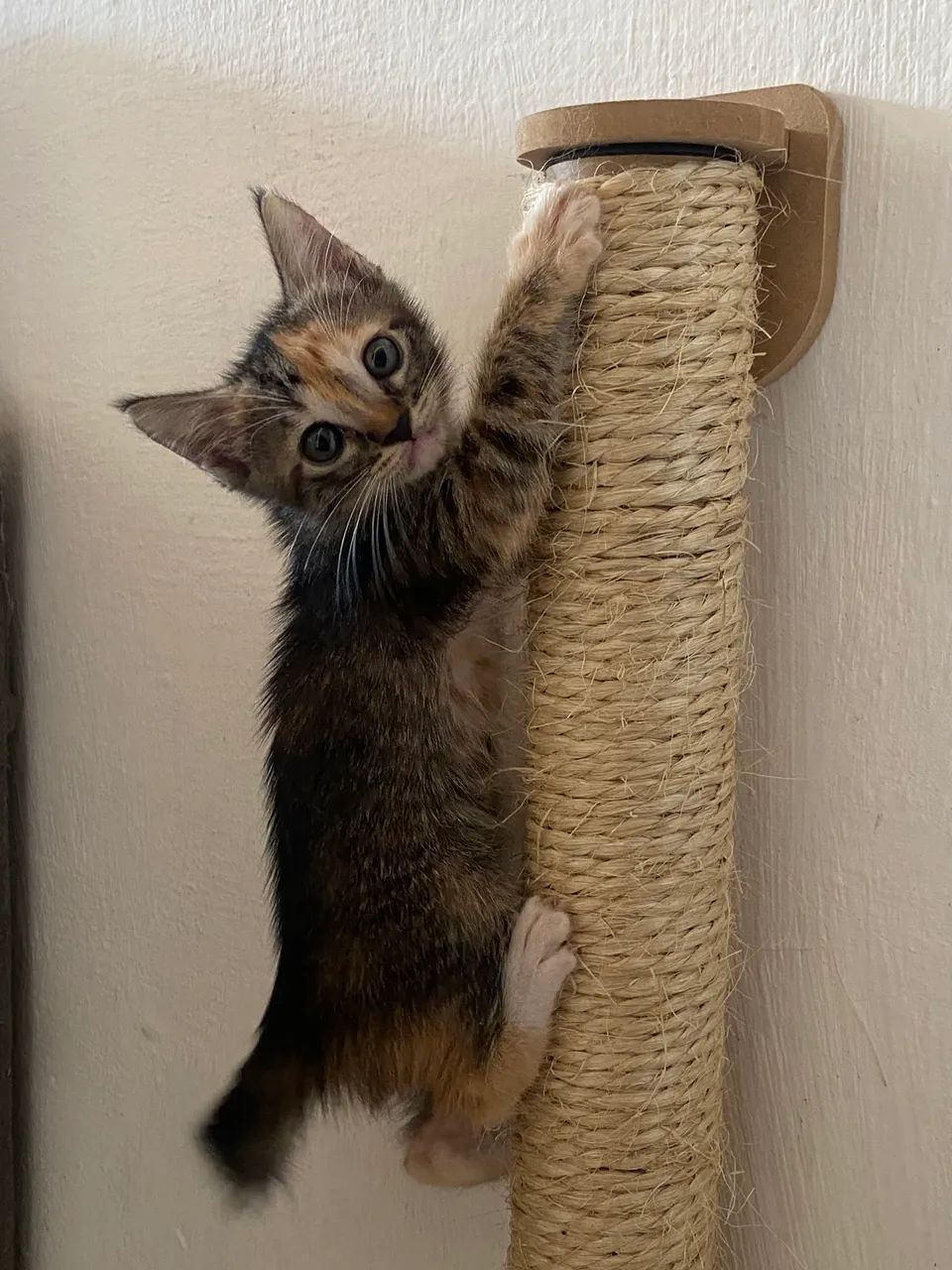 Gatinhos adoção responsável  - Foto 2