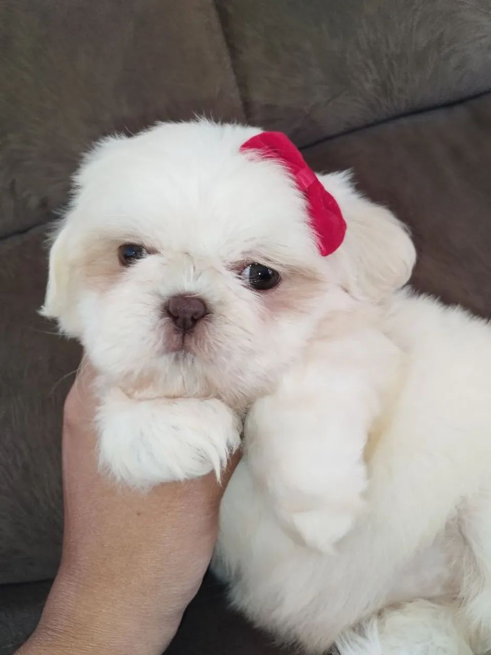  Shih Tzu fêmea branca e areia  - Foto 2