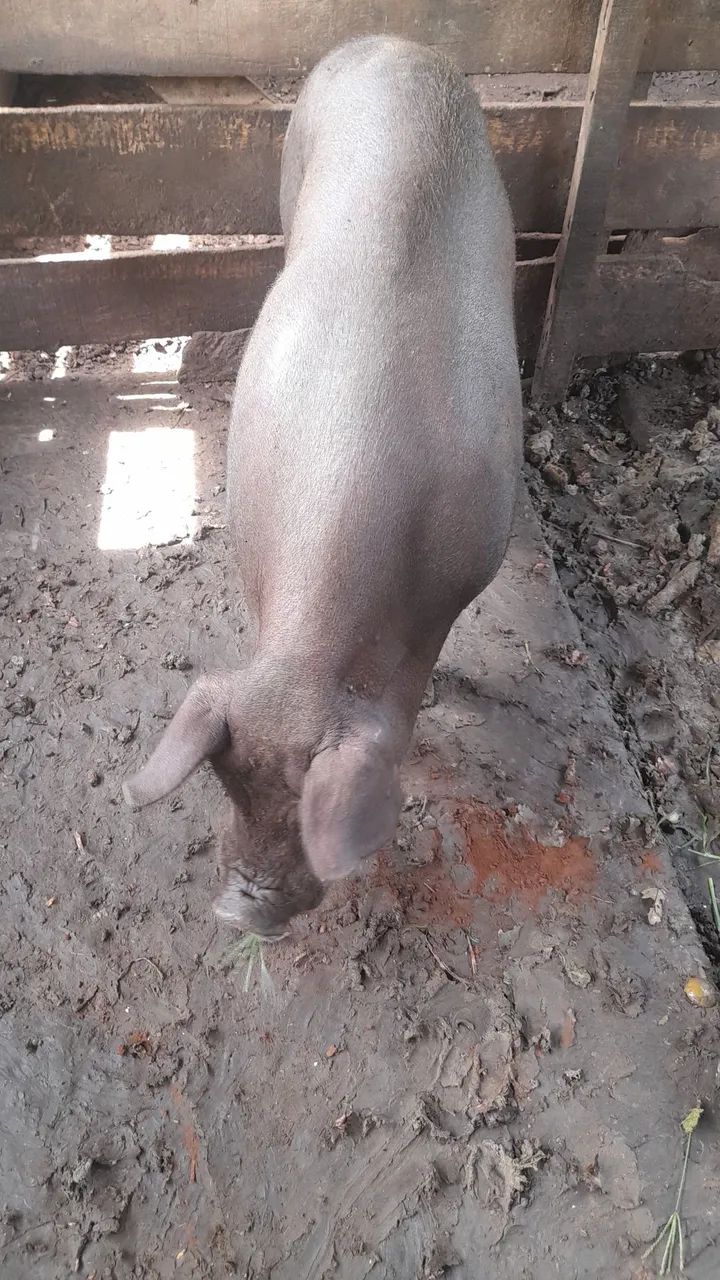 Vendo porco BARRÃO  - Foto 3