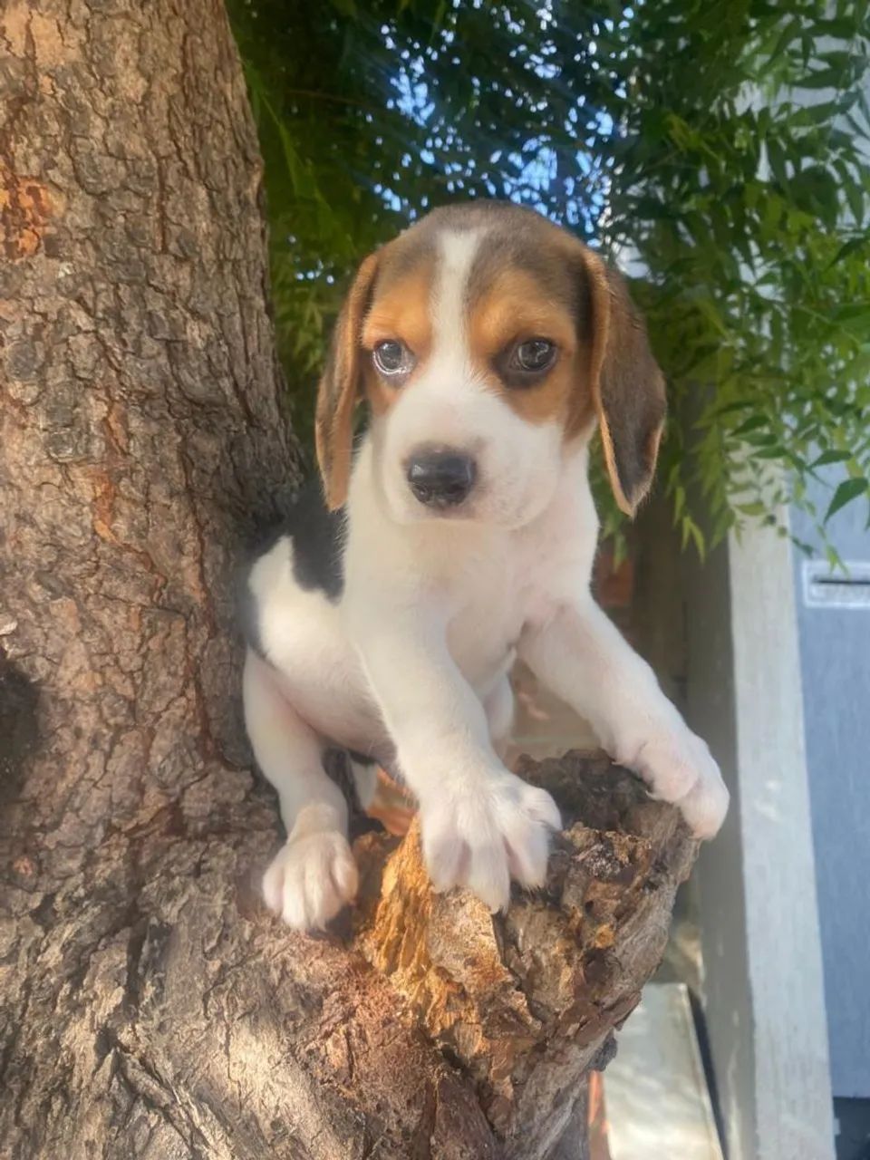 Vendo um lindo filhotinho de beagle 