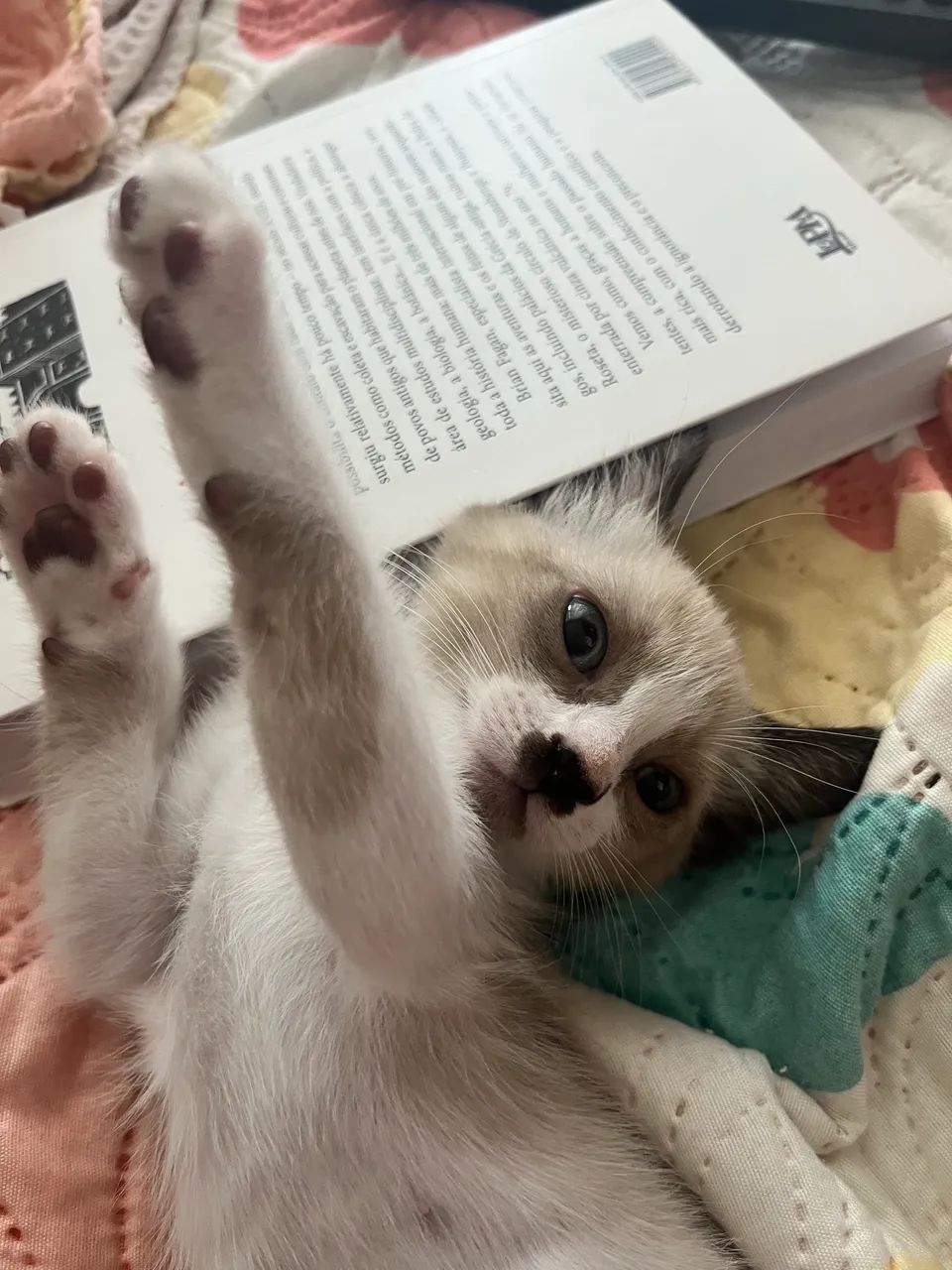 Doa-se gatinha  - Foto 4