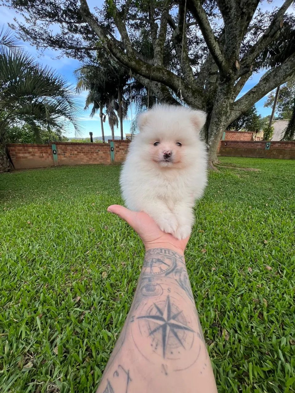 Spitz Alemão encantador ? - Foto 5
