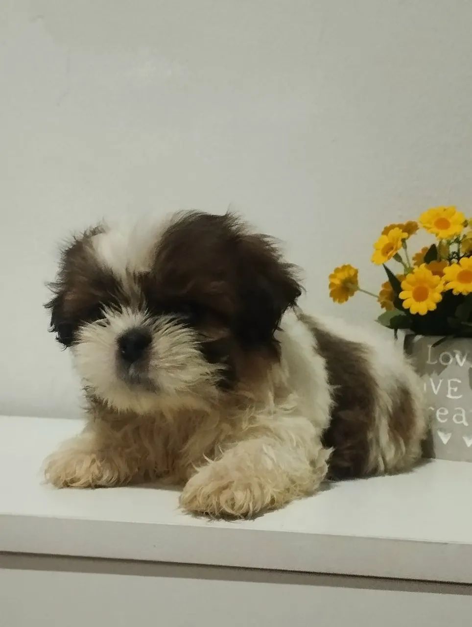 Shih tzu mini - Foto 3