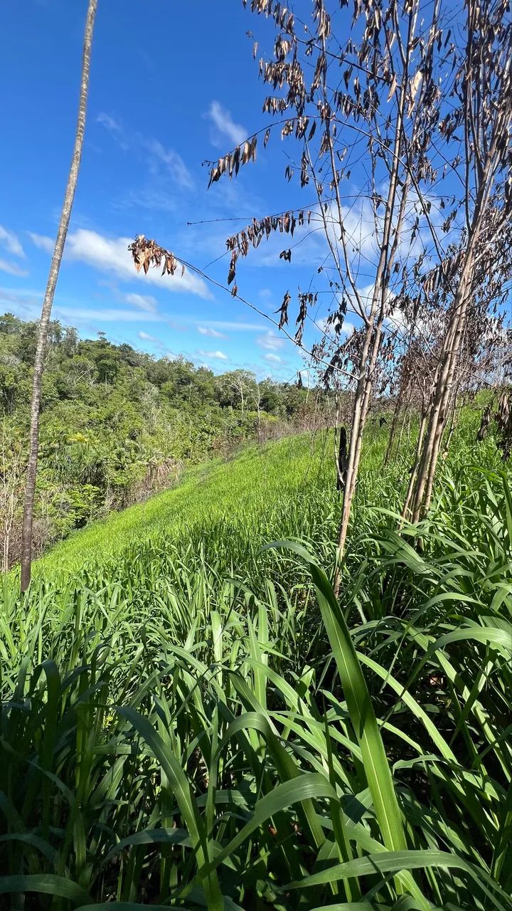 Terreno à venda - Foto 4