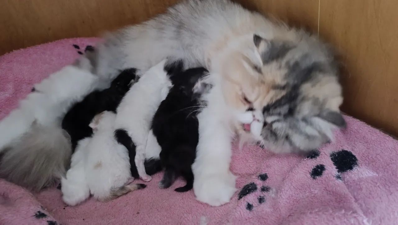 Gatinhos persa para reserva  - Foto 4