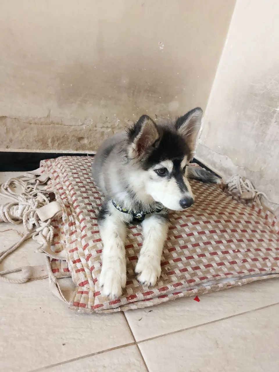 Vende se cachorro husky siberiano filhote  - Foto 5