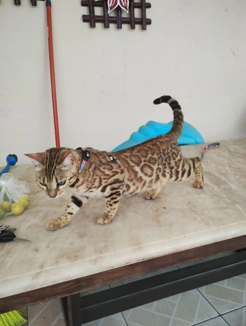 Bengal fêmea 