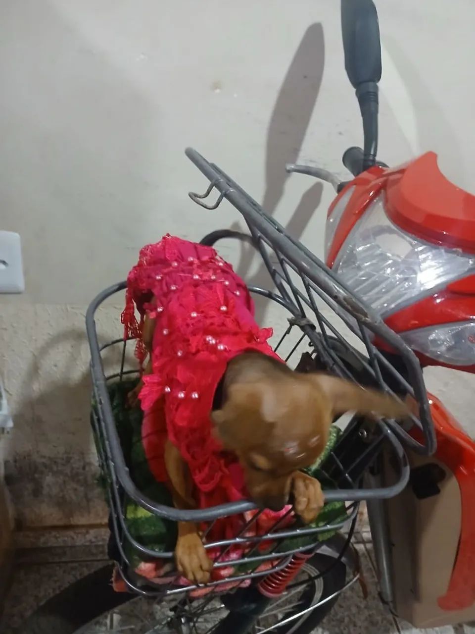 Pinscher 1  - Foto 3