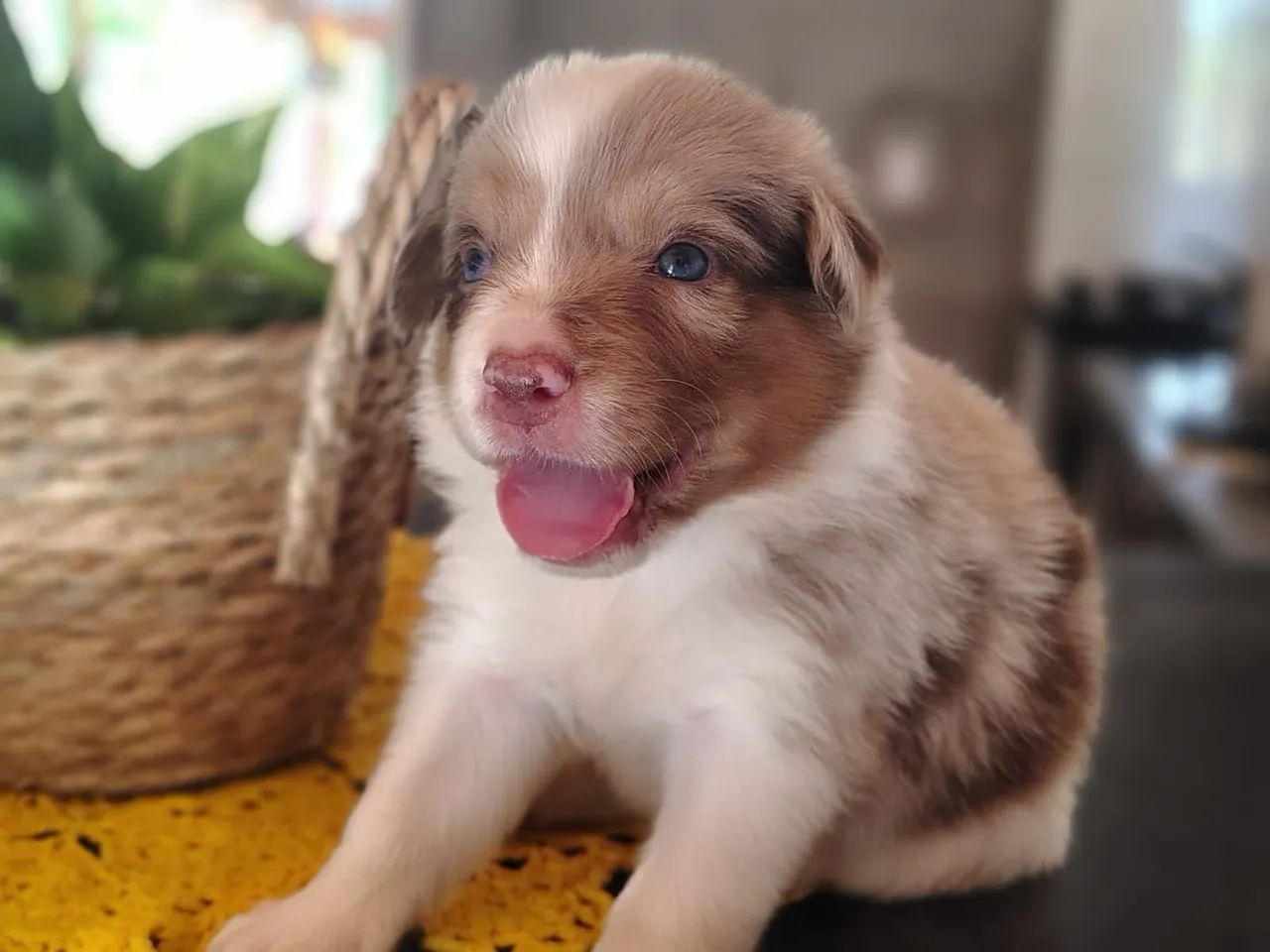 Filhote de Border Collie com Pedigree CBKC 