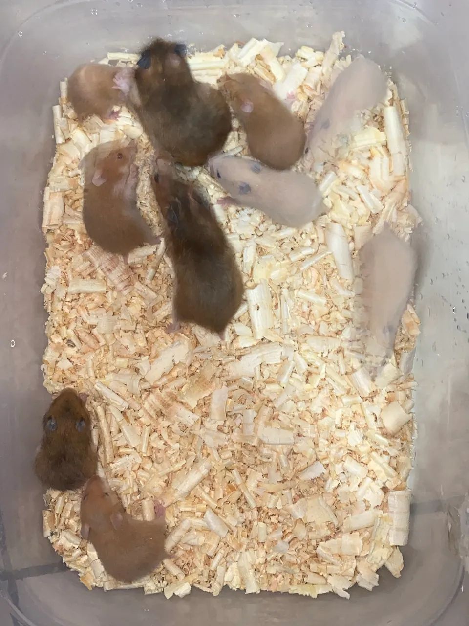 Hamster sírio doação  - Foto 3