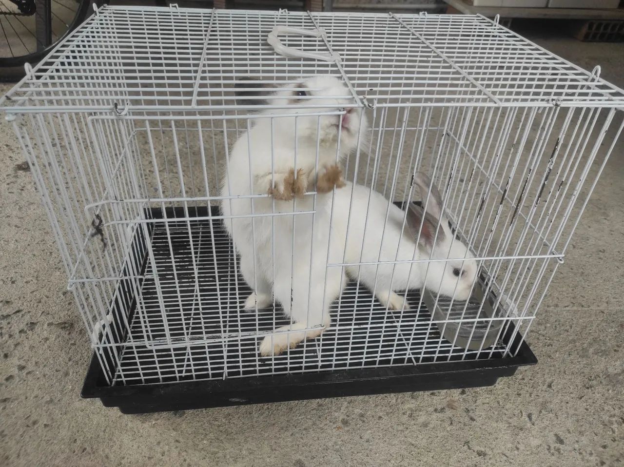 2 Coelhos com gaiola  - Foto 3