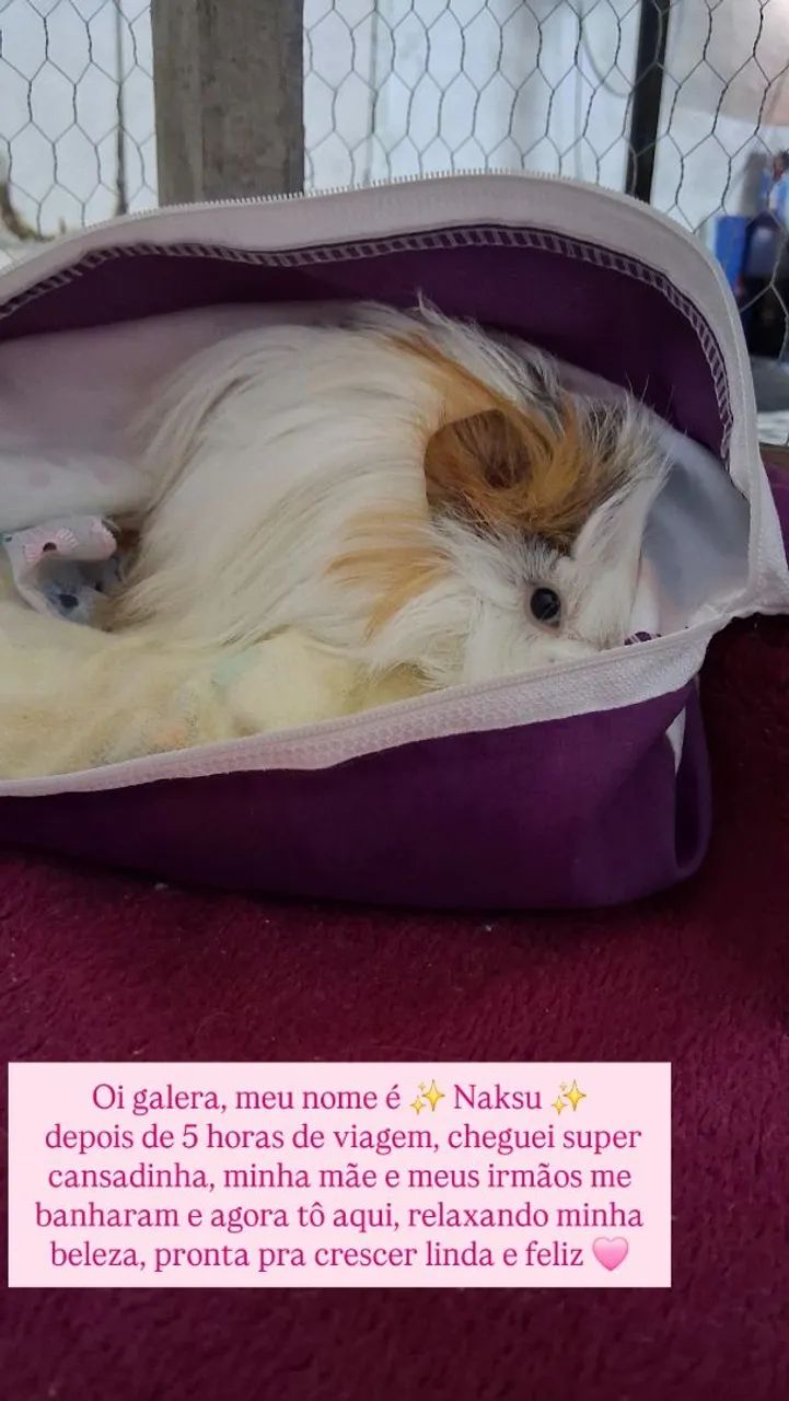 Porquinho da india shelsie - Foto 2