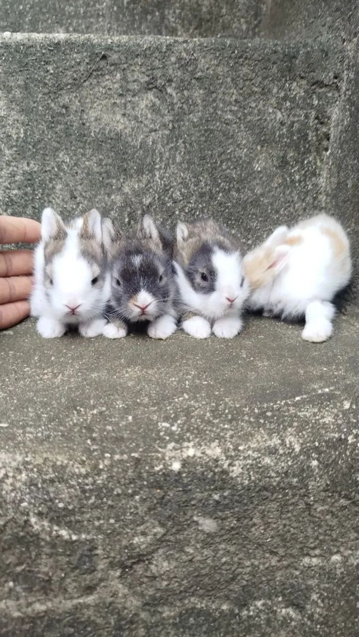 Coelhos