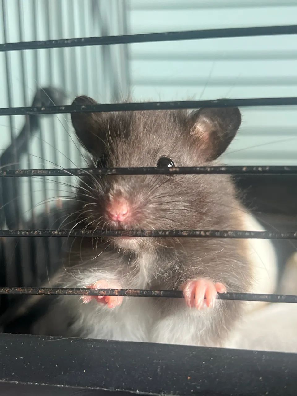 Hamsters sírios  - Foto 5
